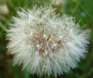 Trace de vent Pissenlits