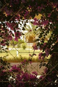 Prison fleurie Bougainvilliers