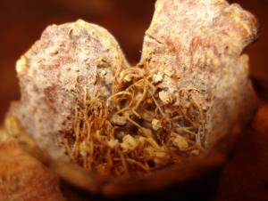 Grenade Fleurs et plantes