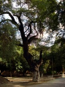 Le grand arbre Paysages