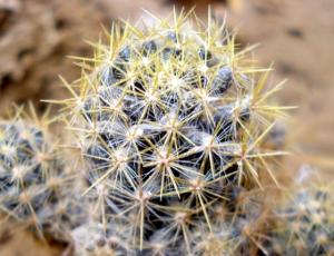 Epines Cactus