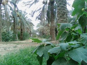 La splendeur de mon village Paysages