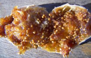 Une figue seche Figues