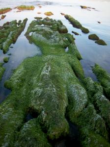 Roche   animal   couvert d'algues Formes étranges