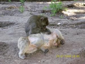 Singes Magot Animaux