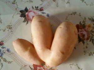 La nature de dieu Pommes de terre