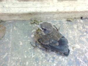 La nature de dieu Pommes de terre