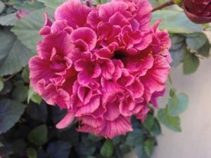 ELLE EST BELLE Fleurs et plantes