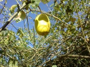 Le coin Fleurs et plantes