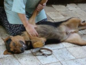 POUR REX Berger allemand