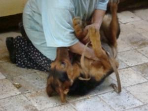 POUR REX Berger allemand