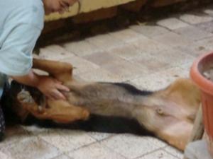 POUR REX Berger allemand