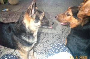 KLARA ET REX Berger allemand