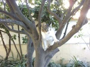 Mon mieure ami Animaux