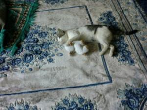 Il est toujours la Berger allemand