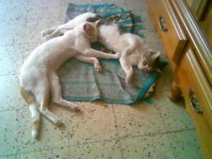 DES BON AMIS Berger allemand