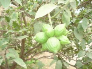 La nature de dieu Animaux