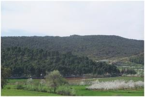 Couleurs prinptannières au Plateau de Lalla Setti (Gadiri) Chênes