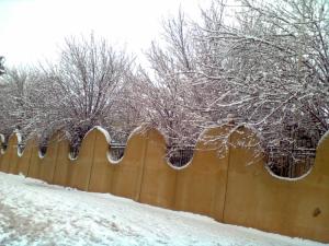 Les muriers Arbres fruitiers