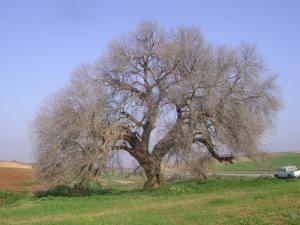 Arbre centenaire Paysages