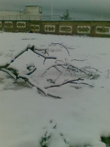 Neiges & printemps Neiges