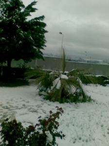 Niege sur les arbres au printemps Neiges