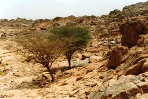 Arbres Parcs naturels