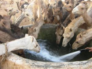 Le Tanezrouft Animaux