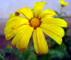 Ne pleure pas Fleurs et plantes