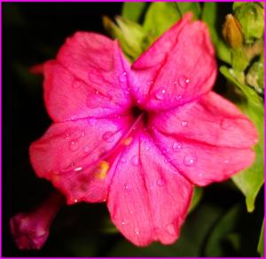 Laetitia Fleurs et plantes