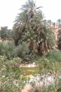 La magie de Biskra Oasis