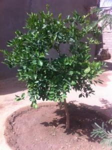 شجرة البرتقال تتربى في احضان الجنوب وتكرمهم بثمارها