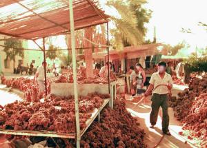 Marché aux roses des sables Formes étranges