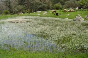 Des brebis ,des chèvre... Animaux