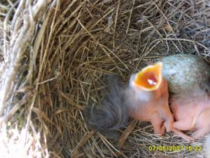 Maman j'ai faim Bébés animaux