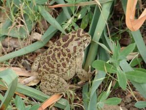 Le crapaud Animaux