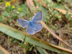Le papillon bleu Animaux
