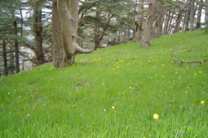 Une verdure qui repose l'oeil Paysages