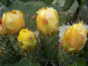 Figues de barbarie Cactus
