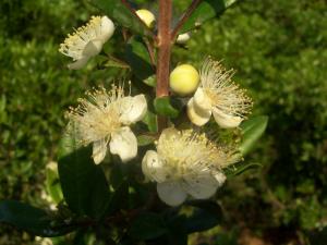 Myrte Fleurs et plantes