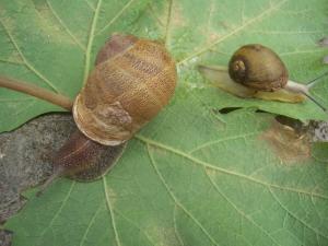 Escargots Escargots