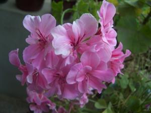 Géranium Géraniums