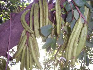 Carroubier Arbres insolites