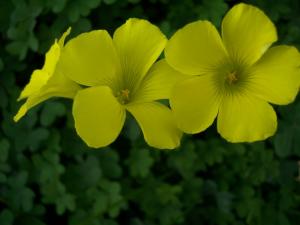 Oxalis Oxalis