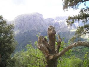 Tamurtiw6 Fleurs et plantes