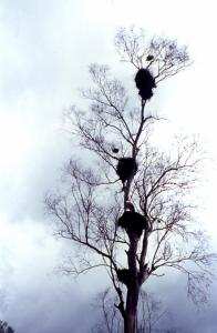 H.L.M. à  cigognes Cigognes