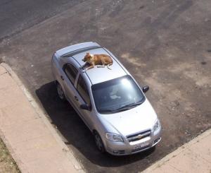 Stationnement surveillé. Animaux insolites