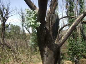 Renaissance Paysages