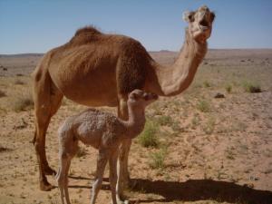 Dromadaire Dromadaires