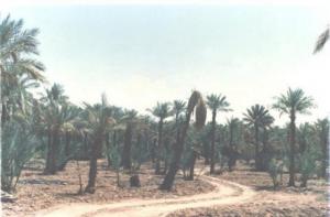 Palmiers dattiers Panorama